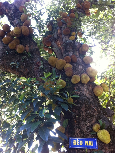 Chiêm[-]ngưỡng[-]cây[-]mít[-]nghìn[-]quả[-]ở[-]Quảng[-]Ninh
